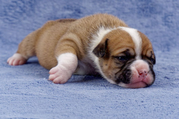 Uma - zwei Wochen alt