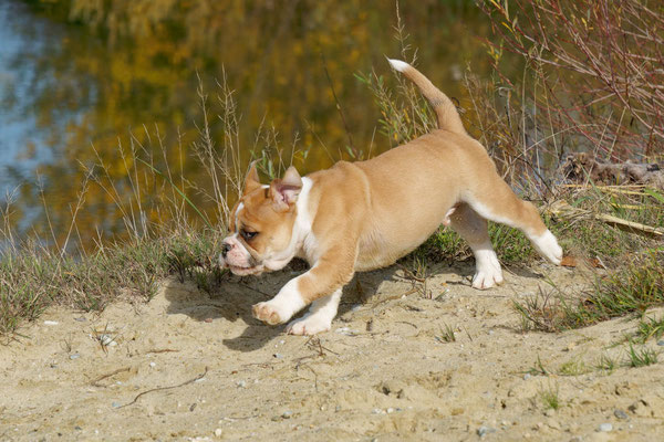 T Wurf mit Opa Freddy - acht Wochen alt