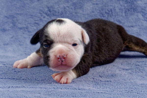 Uri - zwei Wochen alt