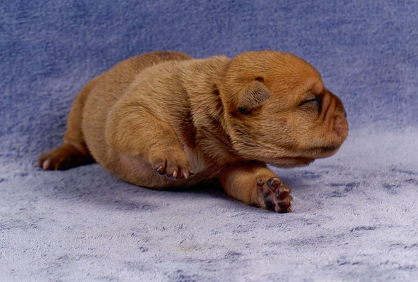 Teddy - mit einer Woche