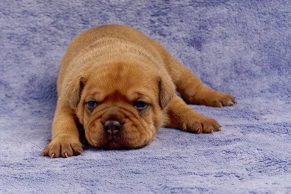Teddy - mit zwei Wochen