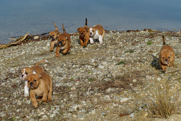 T Wurf mit Opa Freddy - acht Wochen alt