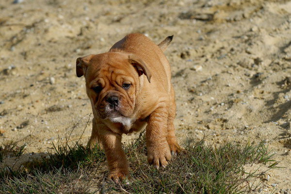T Wurf mit Opa Freddy - acht Wochen alt