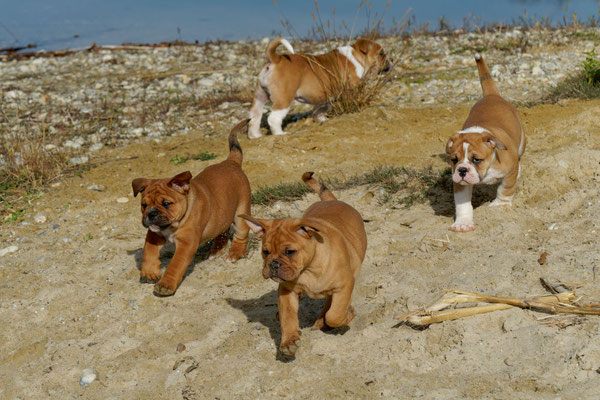 T Wurf mit Opa Freddy - acht Wochen alt