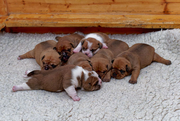 Der ganze Wurf - mit zwei Wochen