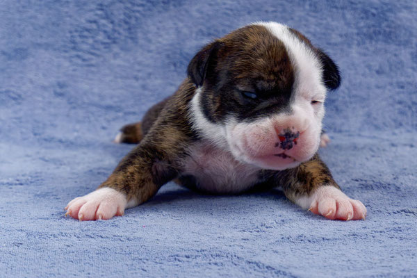 Ursa - zwei Wochen alt