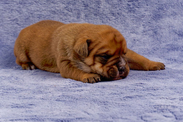 Toni - mit zwei Wochen