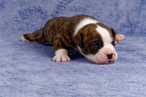 Unkas - drei Wochen alt