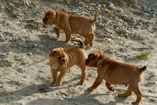 T Wurf mit Opa Freddy - acht Wochen alt