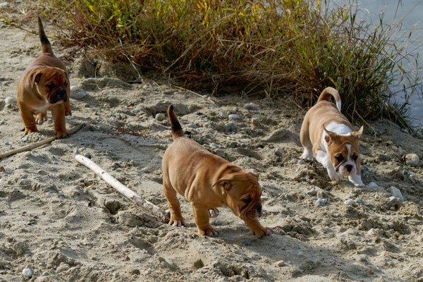 T Wurf mit Opa Freddy - acht Wochen alt