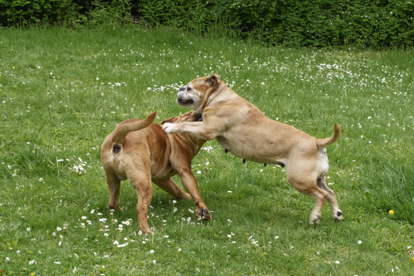 Freddy und Lotte Verpaarung Mai 2022