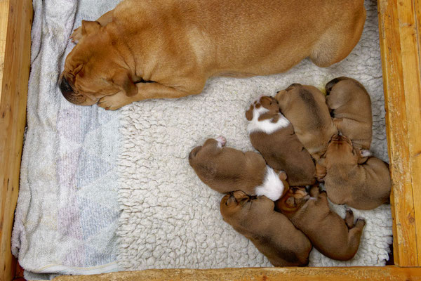 Der ganze Wurf - mit zwei Wochen