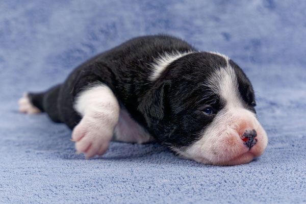 Usha - zwei Wochen alt