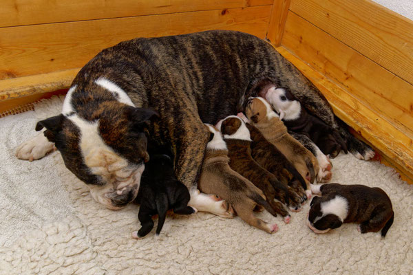 Der ganz Wurf - zwei Wochen alt