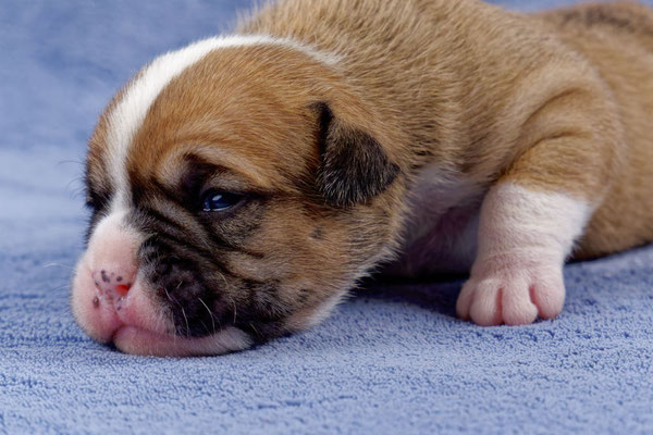 Uma - zwei Wochen alt