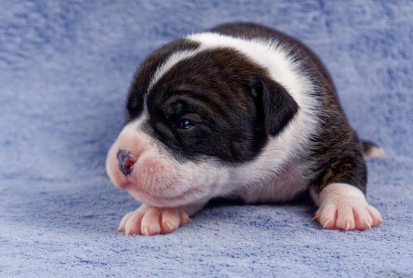 Uta - zwei Wochen alt