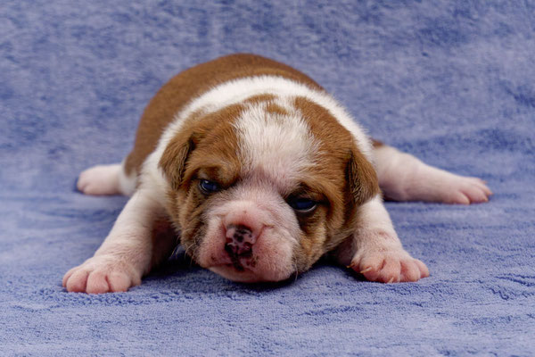 Tinka - mit zwei Wochen