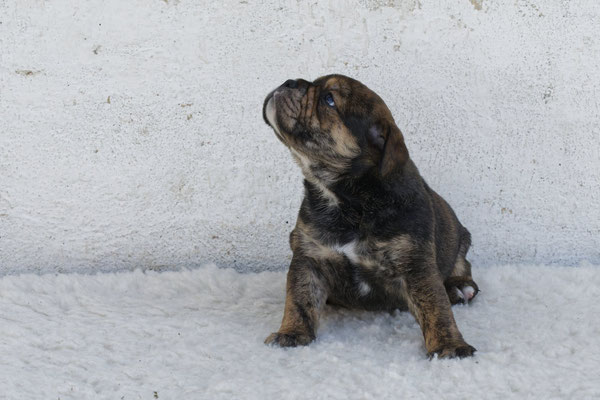 Rudi, vier Wochen alt