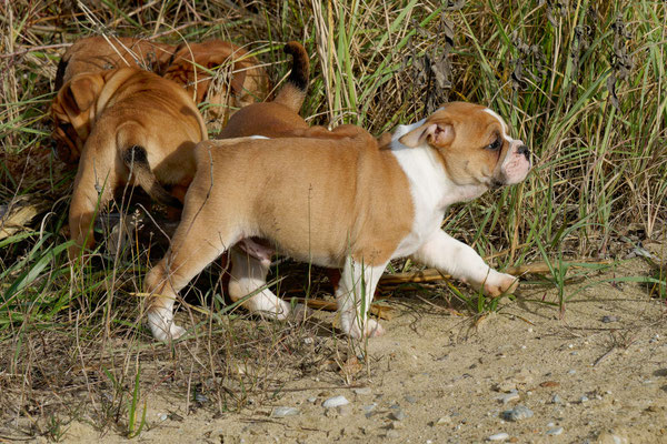 T Wurf mit Opa Freddy - acht Wochen alt
