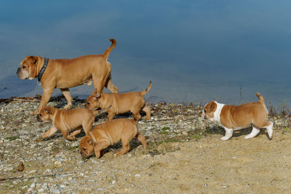 T Wurf mit Opa Freddy - acht Wochen alt