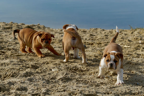 T Wurf mit Opa Freddy - acht Wochen alt