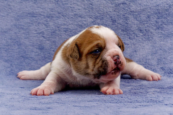 Tinka - mit zwei Wochen