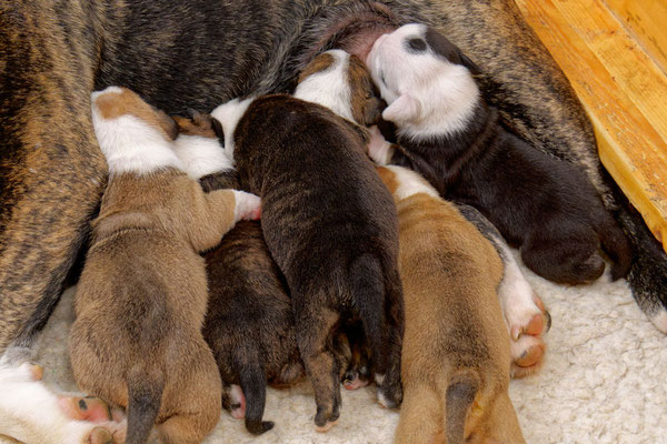 Der ganz Wurf - zwei Wochen alt