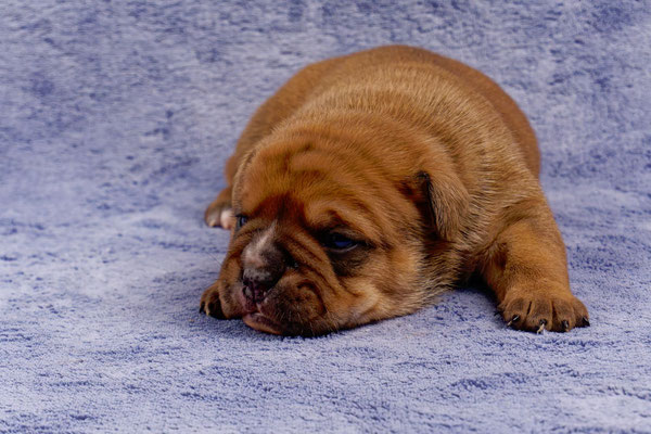 Toni - mit zwei Wochen