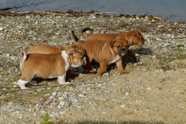 T Wurf mit Opa Freddy - acht Wochen alt