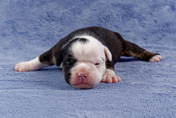 Uri - zwei Wochen alt