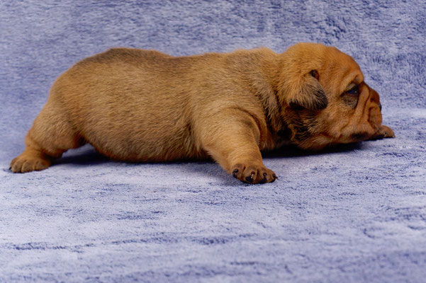 Tyson - mit zwei Wochen