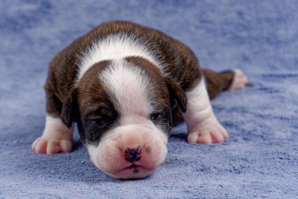 Unkas - zwei Wochen alt