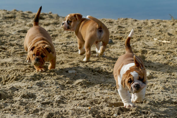 T Wurf mit Opa Freddy - acht Wochen alt