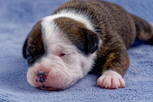 Ursa - zwei Wochen alt