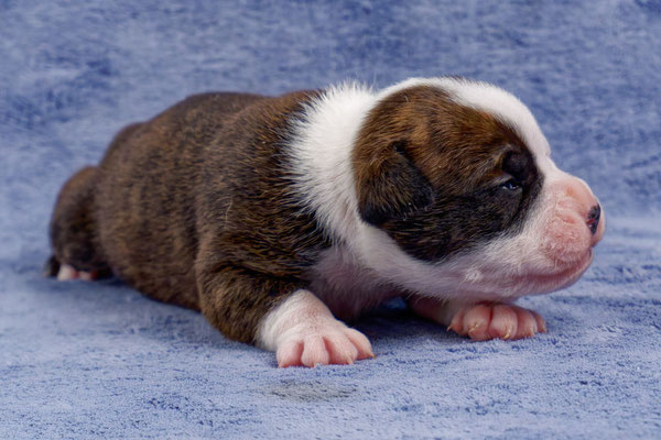 Unkas - zwei Wochen alt