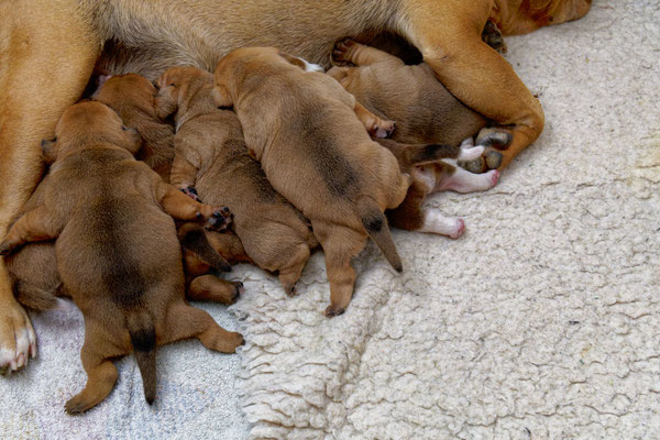 Der ganze Wurf - mit zwei Wochen