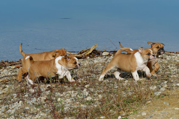 T Wurf mit Opa Freddy - acht Wochen alt