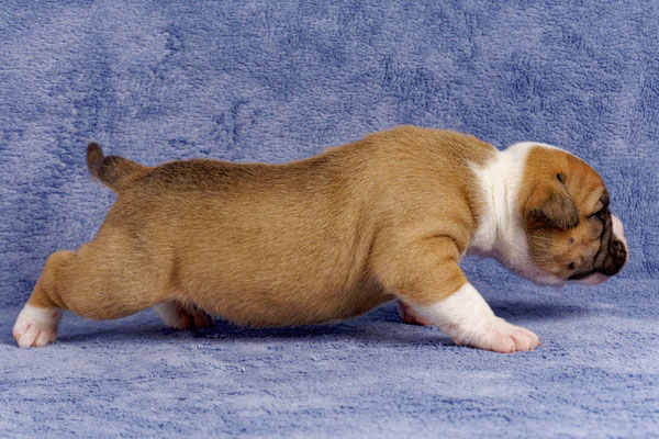 Uma - drei Wochen alt