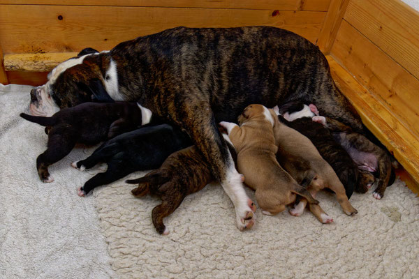 Der ganze U-Wurf - drei Wochen alt