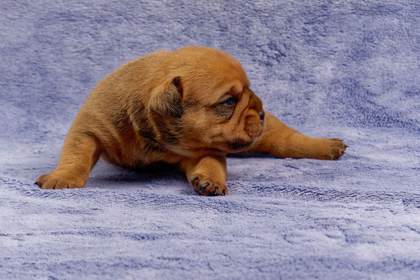 Tyson - mit zwei Wochen