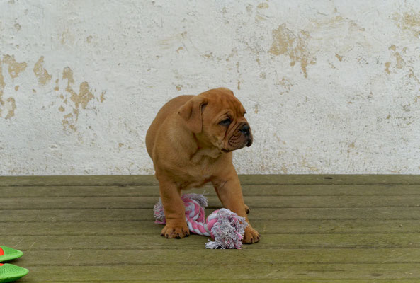 Teddy - mit sieben Wochen