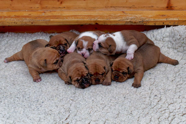 Der ganze Wurf - mit zwei Wochen