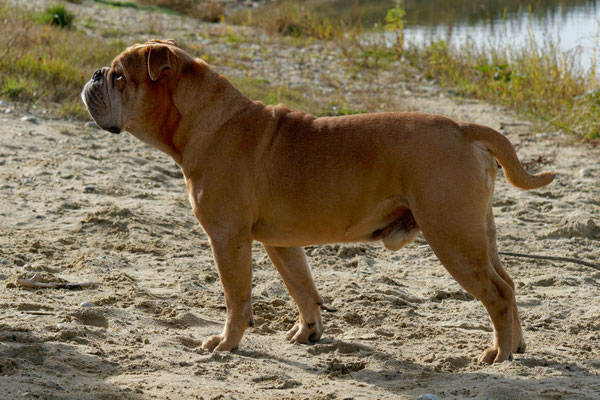 T Wurf mit Opa Freddy - acht Wochen alt