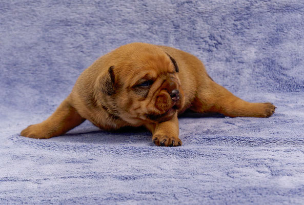 Tyson - mit zwei Wochen