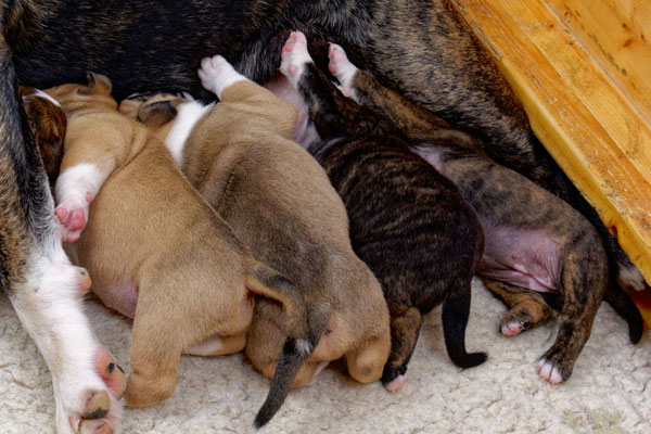 Der ganze U-Wurf - drei Wochen alt