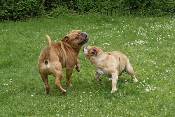 Freddy und Lotte Verpaarung Mai 2022