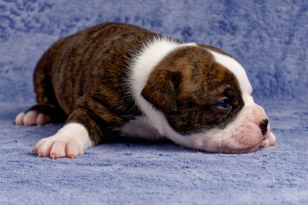 Unkas - drei Wochen alt