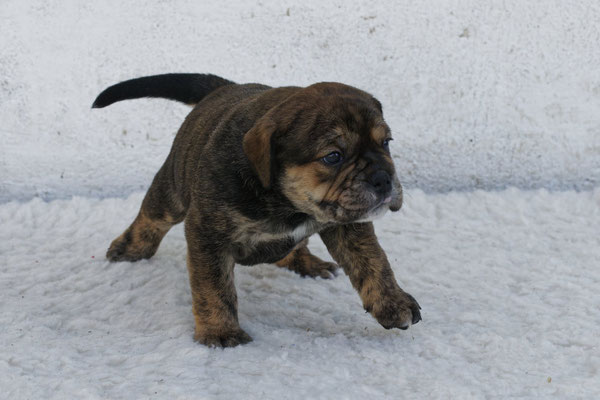 Rudi, vier Wochen alt