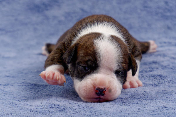 Unkas - zwei Wochen alt