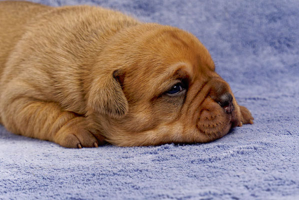 Teddy - mit zwei Wochen